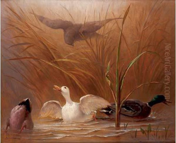 Canards Attaques Par Un Rapace - view 1