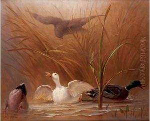 Canards Attaques Par Un Rapace
