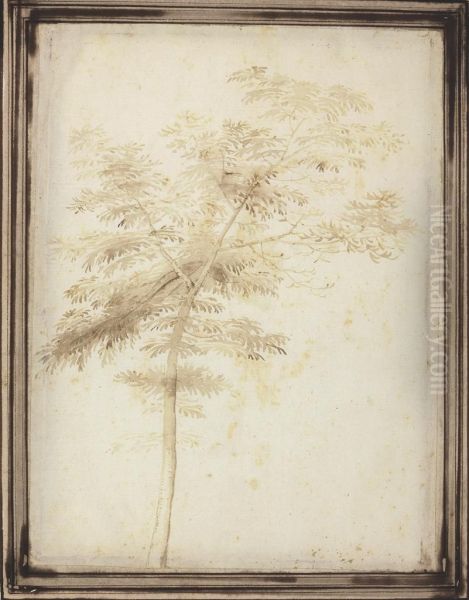 A Study Of A Tree - view 1