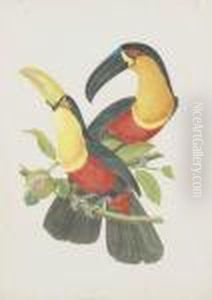 Ornithologie Bresilienne by Jean Theodore Descourtilz
