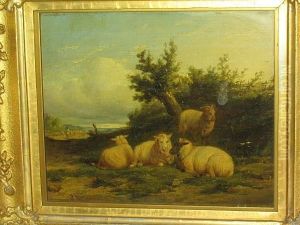 Sheep Resting In A Country Landscape Sheep Resting In A Country Landscape