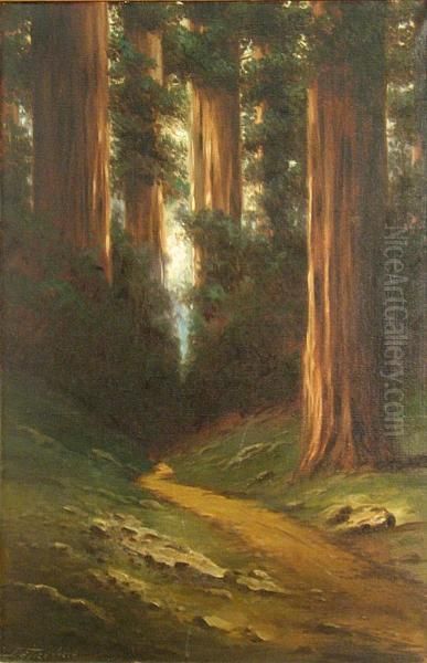 Path Through The Redwoods - view 1