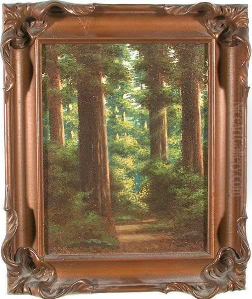 California Redwoods - view 1