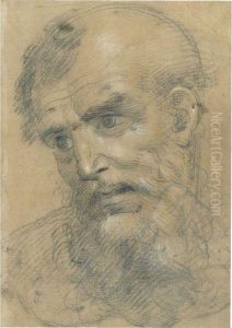 The Head Of A Bearded Man Inclined To The Left by Giovanni Antonio Sogliani