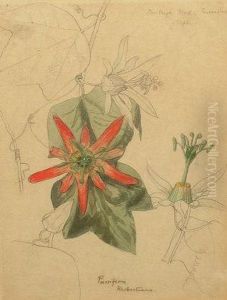 Passiflora Herbertiana