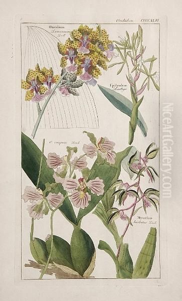 Three Hundred And Sixty Botanical Plates From 'flors Universalis' - view 1