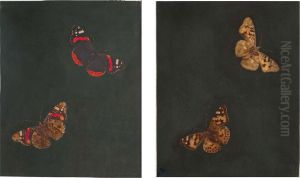 Lady Butterfly Seen From Above And Below