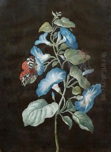 Still Life Of Convolvulus And A Tiger Moth