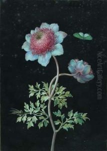 Pivoines Avec Papillon Et Libellule by Barbara Regina Dietzsch