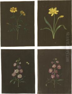 A Group Of Four Flower Studies, Including A Daffodil And Amarigold by Barbara Regina Dietzsch