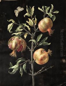 Ramo Di Melograno Con Una Farfalla by Margaretha Barbara Dietzsch