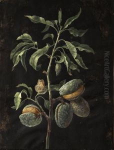 Ramo Di Mandorlo Con Una Farfalla by Margaretha Barbara Dietzsch