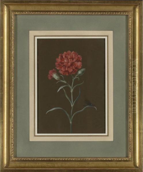 A Carnation With Fly - view 1