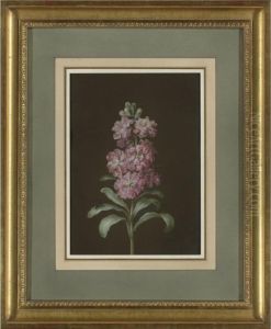 A Stock Flower With Fly by Margaretha Barbara Dietzsch