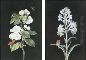 A Pair Of Studies Of Flowers And Insects: Apple Blossom And Another White Flower, With Butterflies And Dragonflies by Margaretha Barbara Dietzsch