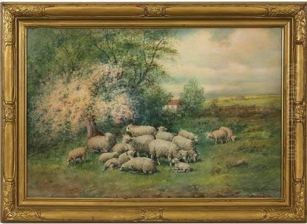 Sheep - view 1