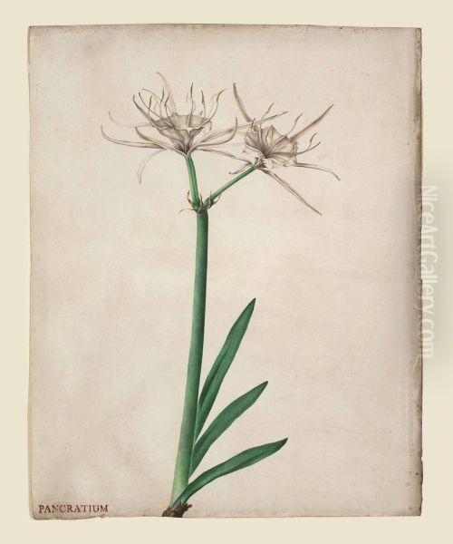 Pancratium - view 1