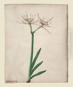 Pancratium by Georg Dionysius Ehret