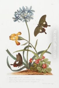 Botanical Illustration Depicting Flowers & Butterflies. by Georg Dionysius Ehret