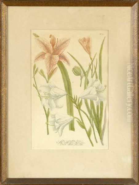 Narcissus And Various Lilies - view 1