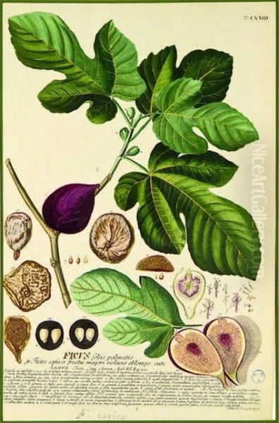 Ficus Carica, Fig - view 1