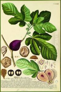 Ficus Carica, Fig by Georg Dionysius Ehret
