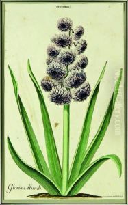 Hyacinthus I, Gloria Mundi