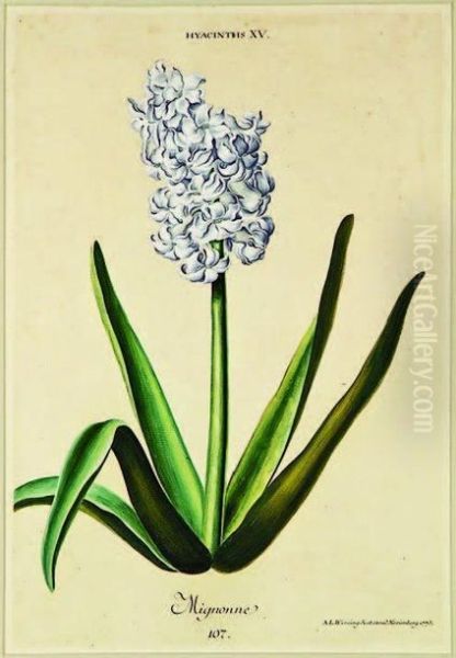 Hyacinthus Xv, Mignonne - view 1