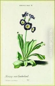 Auricula Herzog Von Cumberland by Georg Dionysius Ehret
