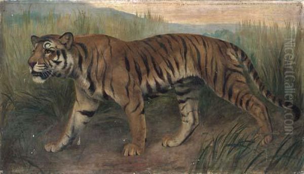 Tiger - view 1