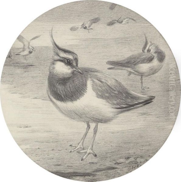 Study Of A Lapwing (recto) - view 1