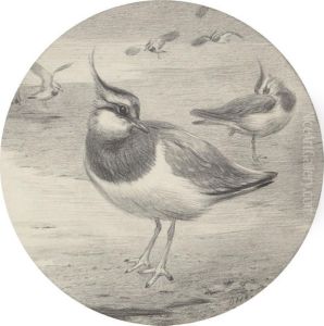 Study Of A Lapwing (recto) by Otto Murray Dixon