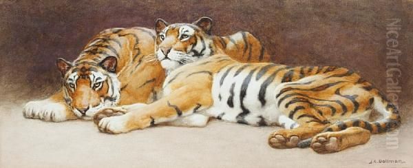 Tigers - view 1