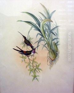 Campylopteurs Delattrei; Eulampis Juglaris; Rhodopis Vespera by Ottto Donner Von Richter
