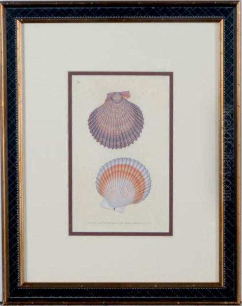 Shells - view 1