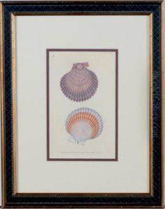 Shells by Edward Donovan