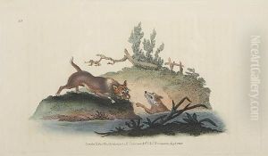 The Natural History Of British Quadrupeds by Edward Donovan