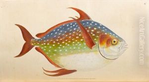 The Natural History Of British Fishes, 5 Vol. In 2 by Edward Donovan