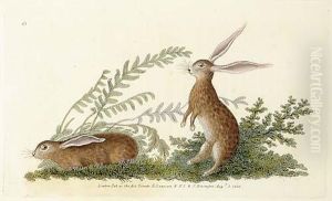 Five Works Hares by Edward Donovan