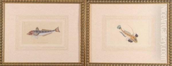 Six Hand-colored Engravings Of Fish - view 1