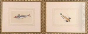 Six Hand-colored Engravings Of Fish by Edward Donovan