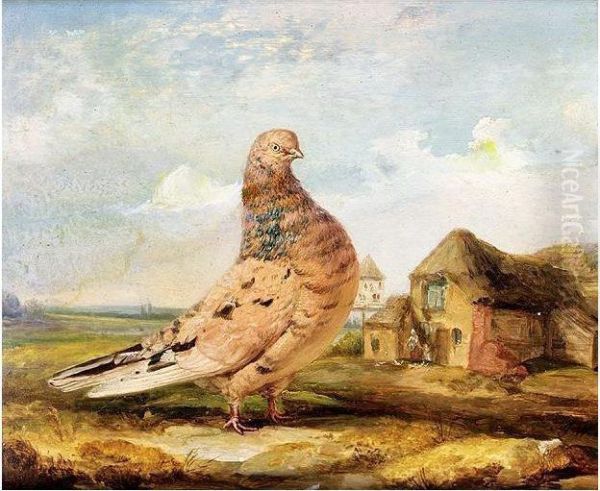 A Fancy Pigeon - view 1