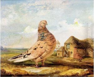 A Fancy Pigeon by James A. Donovan