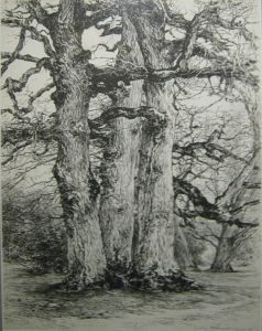 Bomen. by Cecile Douard
