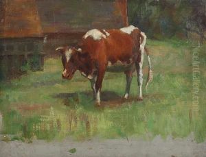 Study Of A Brown And White Cow by Andrew Douglas