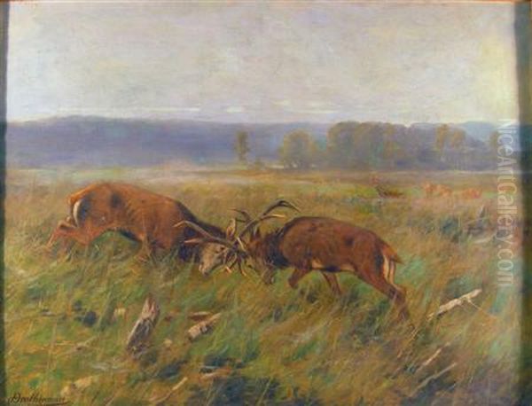 Stags Fighting - view 1