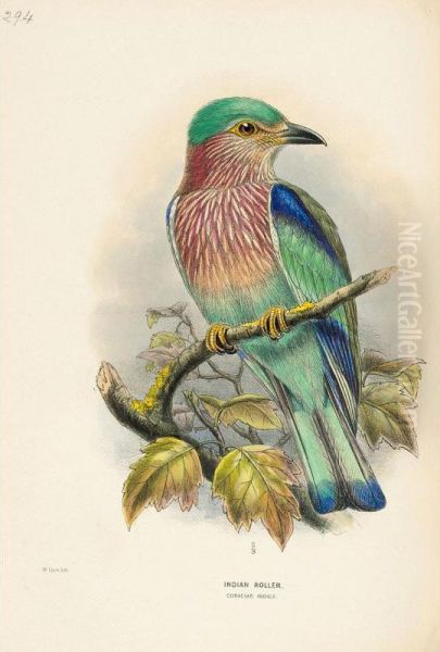 History Of The Birds Of Europe - view 1
