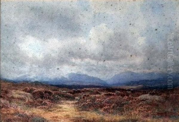 Scottish Moorland Scene With Sheep - view 1