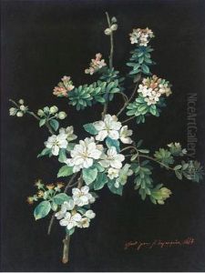 Etude De Fleurs by Louis Du Pasquier