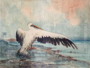 Le Pelican A Djibouti